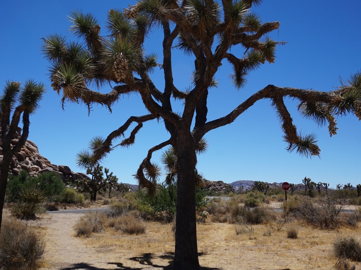 Trois films sur le voyage pour les fêtes de fin&nbsp;d’année