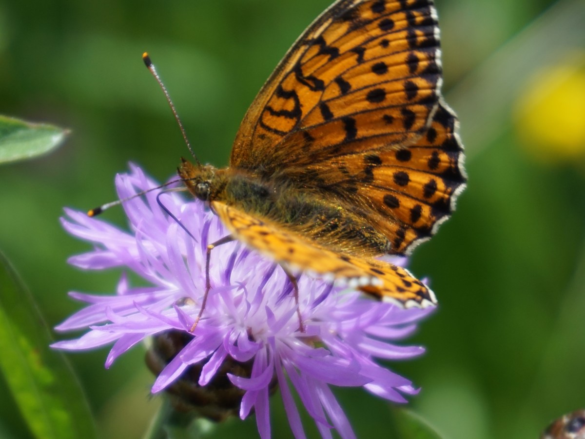 Lecture féministe: Juillet