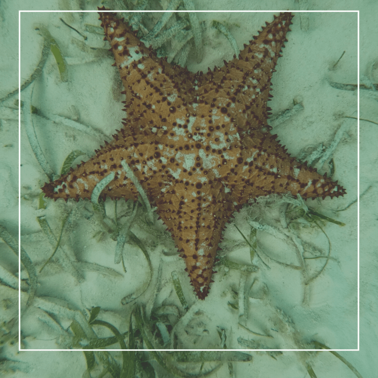 Les Gardiennes des Océans : Le Rôle des Femmes dans la Conservation&nbsp;Marine